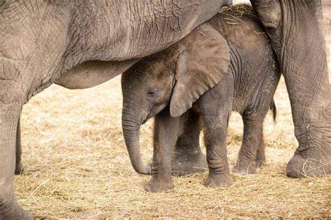 Newborn Baby Elephant Needs Moms Help To Climb Up Hill Video Baby