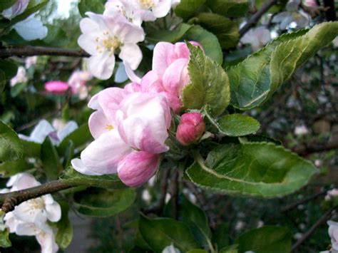 Apple Blossom Wallpapers Wallpaper Cave