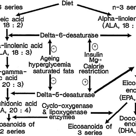 Scheme Showing The Metabolism Of Essential Fatty Acids And Various