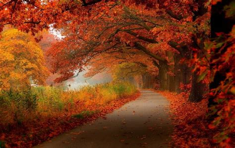Misty Autumn Fall Seasonal Leaves Colors Road Trees Hd Wallpaper