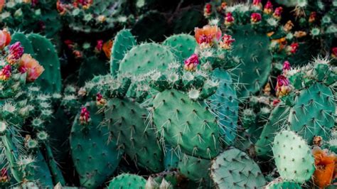 Wallpaper Cacti Cactus Succulents Thorns Flowering Cactus
