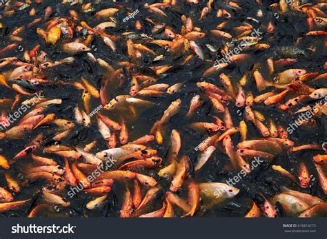 Red Nile Tilapia Fish Pond Top Stock Photo 616814273 Shutterstock