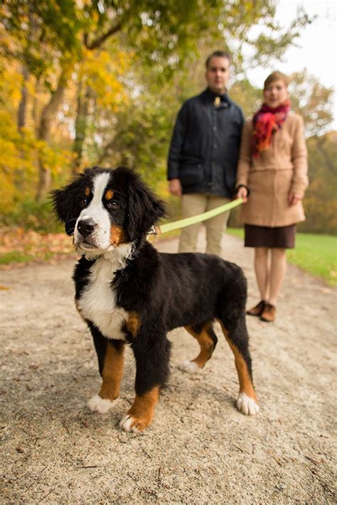 Bernese Mountain Dog Puppy By Nicole Begley Photography Welcome To