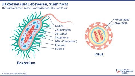 Virus Oder Bakterium Wo Ist Der Unterschied