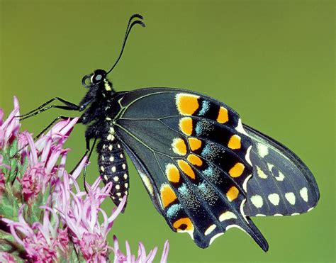 Eastern Black Swallowtail Butterfly Photograph By Millard Sharp