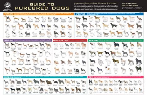 Akc Breeds Poster Akc Breeds Purebred Dogs Akc Dog Breeds