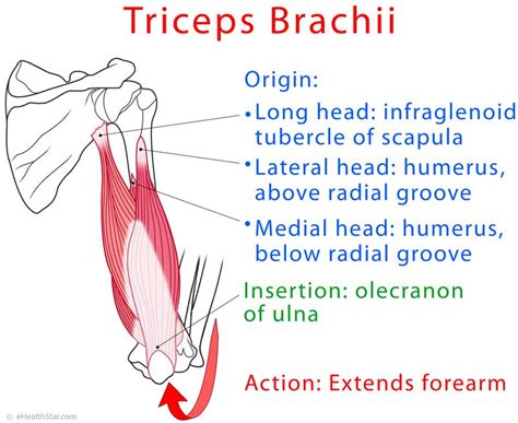 Triceps Brachii Heads Inneroutermedial Tendonitis Pain Ehealthstar