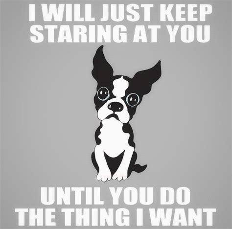 A Black And White Dog With The Words I Will Just Keep Staring At You