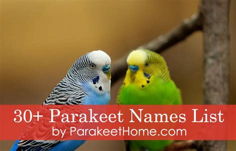 Pin On Parakeet Care