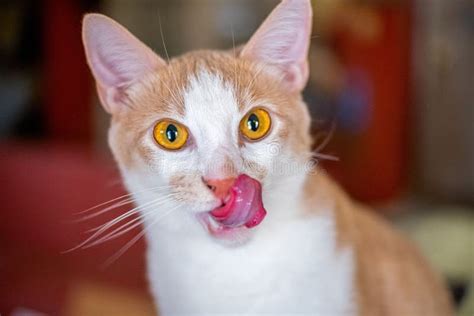 View Of A Cute Ginger And White Cat With Its Tongue Out In An Apartment