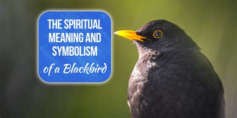 Blackbird Meaning In The Bible With Symbolism And Totem Explained Simply Symbolism