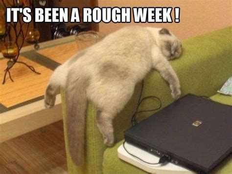 Its Been A Rough Week Kittyworks