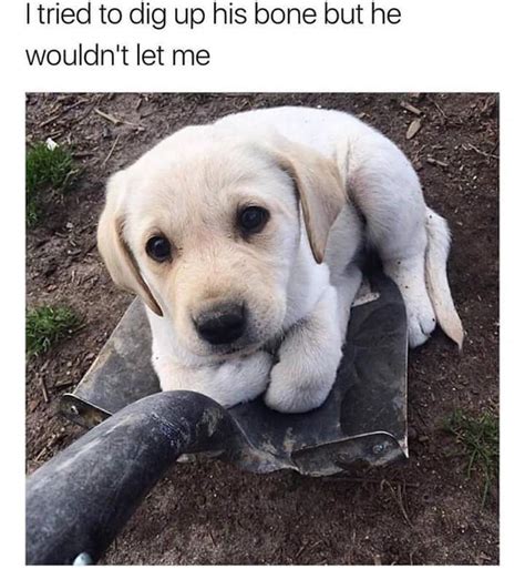 Shovel Pupper Meme By Ohiohunter14 Memedroid