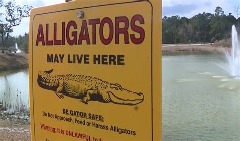 The Weather Network Orange Alligators Are Turning Heads In South Carolina
