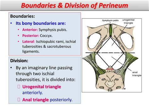 PPT Female Perineum And External Genitalia PowerPoint Presentation