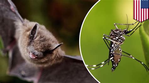 Bats Vs Zika Mosquitoes Miami Beach Builds Bat Houses To Eradicate