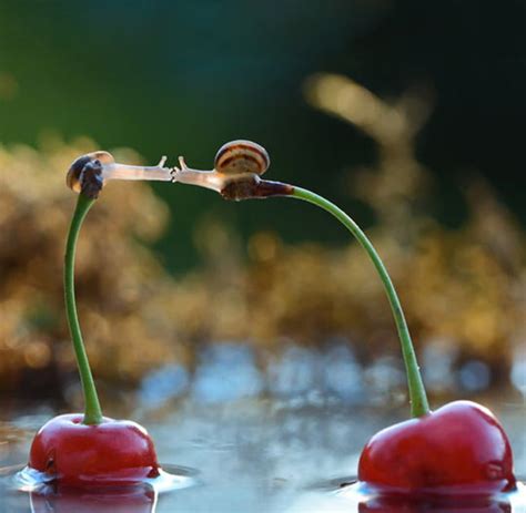 Two Snails Kissing On Top Of Cherries