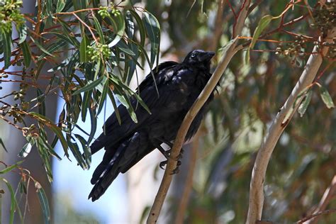 Watching Little Raven Corvus Mellori This Raven Was Watc Flickr