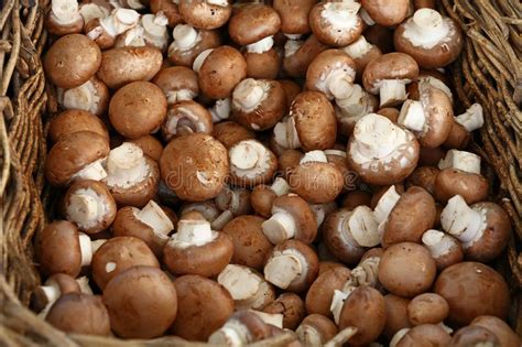 Common Brown Edible Mushrooms Stock Image Image Of Mushroom Food 817941