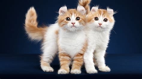 Cute Two Kittens In A Blue Background Hd Animals