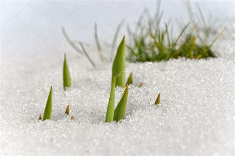 First Spring Flowers Growing Through Snow — Stock Photo © Beachboy