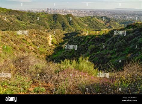 Griffith Park Hiking Trail And Spectacular View Of Downtown Los Angeles