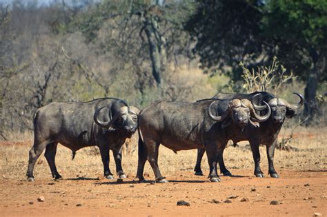 Limpopo National Park Mozambique Pangea Travel