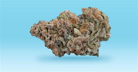 G Purps Strain Information Reviews And Pictures Indica G Purps