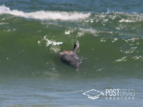 Possible Nj Shark Attack On Wounded Dolphin Caught On Video