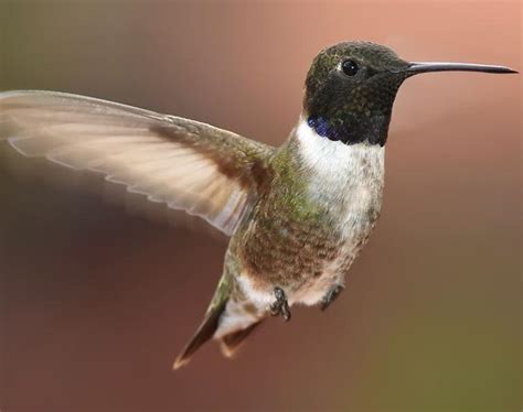 Black Chinned Hummingbird Species Hummingbirds Plus