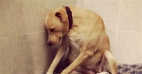 Saddest Dog In The World Waits For Forever Home