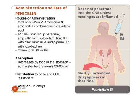 Administration And Fate Of Penicillin Routes Of Administration • Oral
