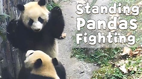Standing Pandas Fighting Each Other Ipanda Youtube