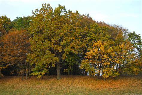 Autumn Trees