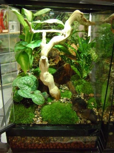 These are big, geckos that have been raised individually. Crested gecko habitat (needs more horizontal branches and ...