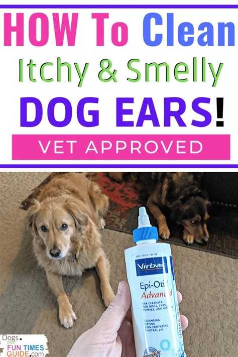 How To Clean And Treat A Dogs Itchy Smelly Ears Vet Approved Products