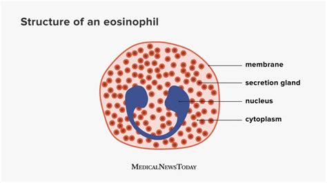 Eosinophils What Are Eosinophils And Eosinophilia