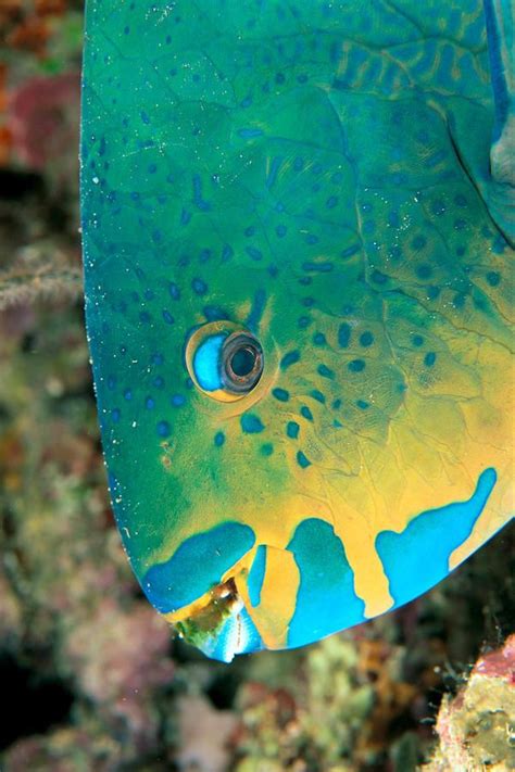 Parrotfish ©dave Fleetham Printscapes Via Fineartamerica