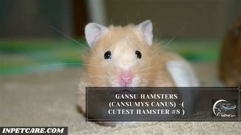 9 Cutest Hamster Breed In The World With Pictures