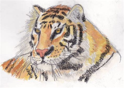 tigre à l aquarelle les dessins de Leonard