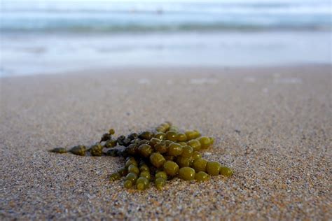 Foraging Seaweed For Home And Garden Use Milkwood