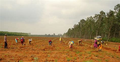 Means the planting of local endemic species of trees in plantations on lawfully cleared land in existence near native forests on the date of commencement of. FAO: Plantations are not forests!