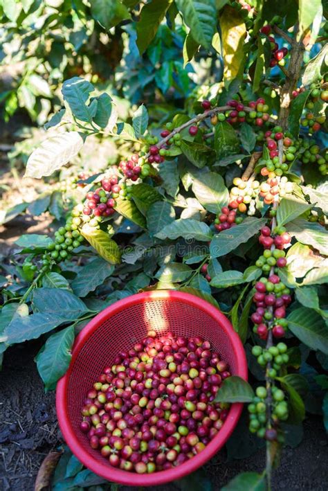 Coffee Beans On Tree Picking With A Basket The Coffee Beans In The