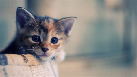 Cute Kittens Wallpapers 1920×1080 Cute Cat Pictures