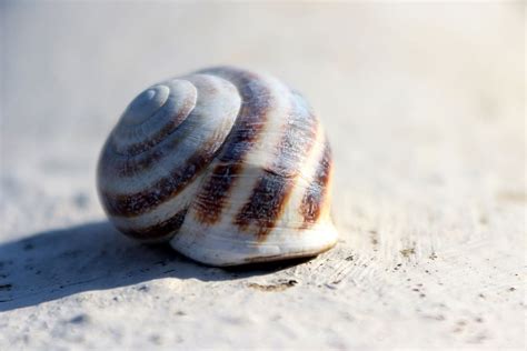 Snail Sun Spiral Nature Molluscum Close Shell Color Piqsels