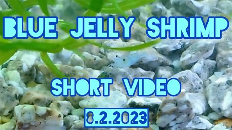 Blue jelly shrimp short videoブルージェリーシュリンプの日常 30秒動画 YouTube