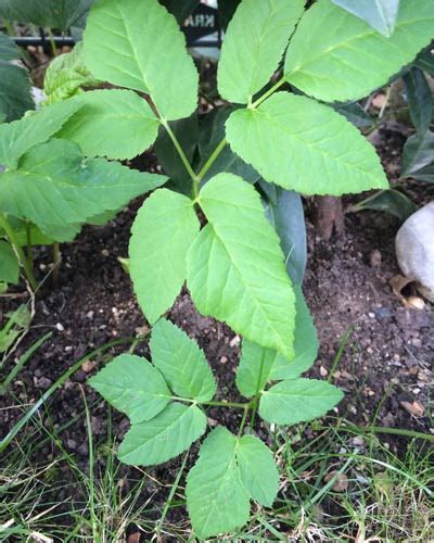 Jeder, der einen garten hat, kennt sie: Das sind die 10 nervigsten Unkräuter im Garten