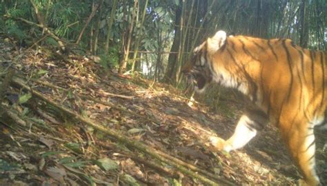 Royal Bengal Tiger In Neora Valley