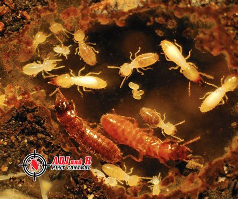 Hungry Termites Eat Around The Clock Our Termite Treatments Discourage
