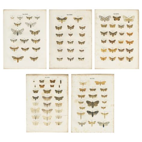 Set Of 7 Antique Prints Of Various Butterflies And Moths By Ramann
